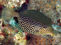 Ostracion solorensis - Netz-Kofferfisch männlich