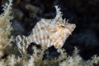 Acreichthys radiatus - Radial Feilenfisch