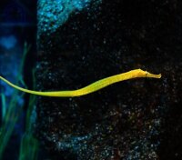 Syngnathoides biaculeatus - Dreieckige Seenadel