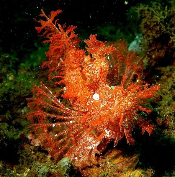 Rhinopias frondosa - Tentakel Drachenkopf Farbig