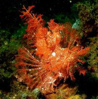 Rhinopias frondosa - Tentakel Drachenkopf Farbig