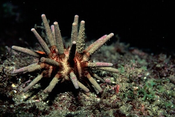 Eucidaris tribuloides - Karibischer Lanzenseeigel