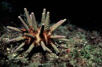Eucidaris tribuloides - Karibischer Lanzenseeigel