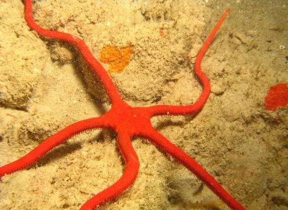 Ophioderma squamosissima - Feuerroter Karibik Schlangenstern