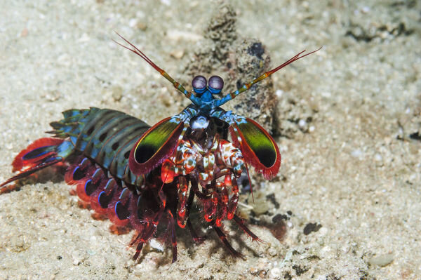 Odontodactylus scyllarus - Clown Fangschreckenkrebs