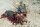 Odontodactylus scyllarus - Clown Fangschreckenkrebs
