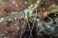 Palaemon elegans - Felsengarnele