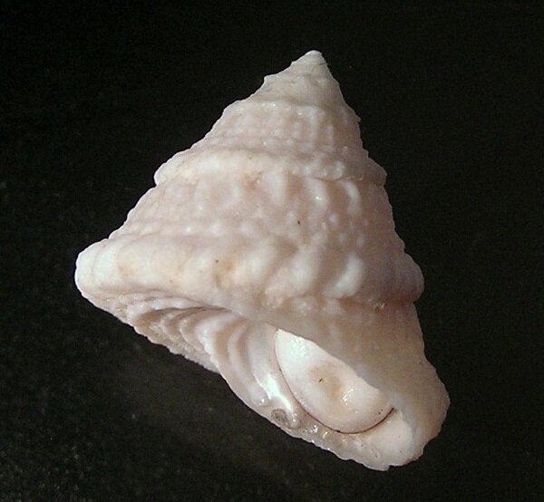Lithopoma americanum - Karibische Algenschnecke
