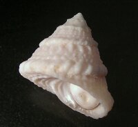 Lithopoma americanum - Karibische Algenschnecke