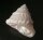 Lithopoma americanum - Karibische Algenschnecke