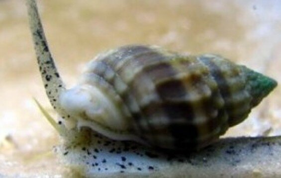 Nassarius vibex - Sandschnecke
