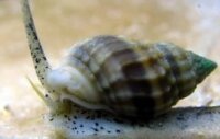 Nassarius vibex - Sandschnecke