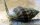 Nassarius vibex - Sandschnecke