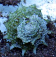Lithopoma phoebium - Karibische Stachelschnecke
