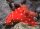 Gymnodoris aurita - Erdbeerschnecke