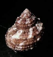 Turbo castanea - Kastanien Turbanschnecke