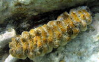 Holothuria floridana - Florida Seewalze