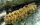 Holothuria floridana - Florida Seewalze