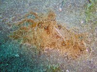 Bursatella leachii - Blaupunkt-Seehase