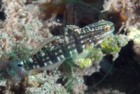 Amblygobius phalaena - Bagger Grundel Braunstreifengrundel