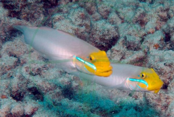 Valenciennea strigata - Goldstirn Schläfergrundel
