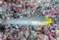 Valenciennea strigata - Goldstirn Schläfergrundel