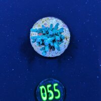 Acropora echinata - Steinkoralle Blau Deutsche Nachzucht...