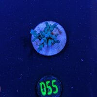 Acropora echinata - Steinkoralle Blau Deutsche Nachzucht...
