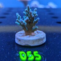 Acropora echinata - Steinkoralle Blau Deutsche Nachzucht 0055