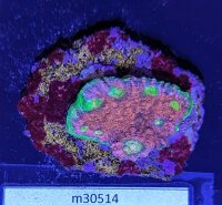 Echinophyllia sp. - Kelchkoralle Burning Ashes Deutsche...