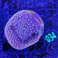 Turbinaria reniformis - Kelchkoralle Lila/Gelb Deutsche...