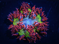 Phymanthus crucifer - Perlenanemone Multicolor Ultra