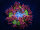 Phymanthus crucifer - Perlenanemone Multicolor Ultra