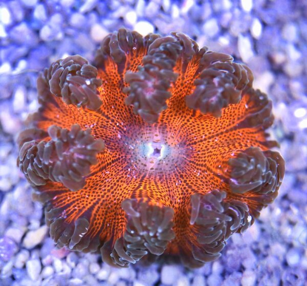 Phymanthus crucifer - Perlenanemone Rot