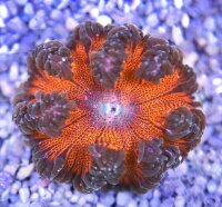 Phymanthus crucifer - Perlenanemone Rot