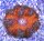 Phymanthus crucifer - Perlenanemone Rot