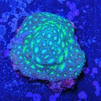 Leptastrea sp. - Großpolypige Steinkoralle...