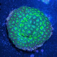 Leptastrea sp. - Großpolypige Steinkoralle...