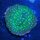 Leptastrea sp. - Großpolypige Steinkoralle Neongrün Deutsche Nachzucht 0023