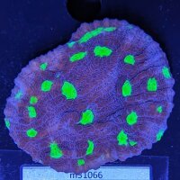 Echinophyllia sp. - Kelchkoralle Purpur/Grünauge...