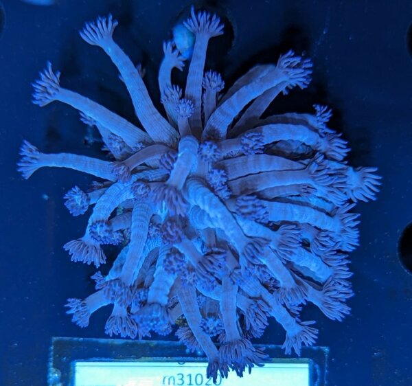 Goniopora sp. - Margeritenkoralle Lila/Blau Mund Deutsche Nachzucht 0010