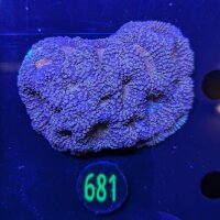 Acanthastrea echinata WYSIWYG 0681
