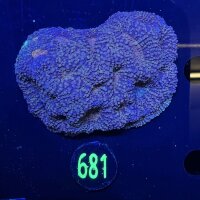 Acanthastrea echinata WYSIWYG 0681