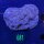 Acanthastrea echinata WYSIWYG 0681