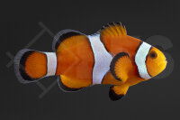 Amphiprion ocellaris - Falscher Clownfisch "Wildform...