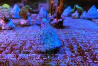 Tectus pyramis - Pyramiden-Kreiselschnecke Algenfresser XL