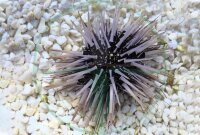 Echinometra Viridis - Rotschwarzer Riffdachseeigel