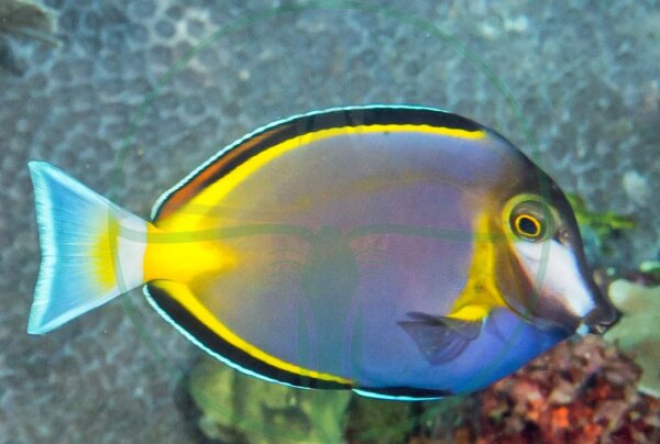 Acanthurus japonicus - Philippinen Doktorfisch