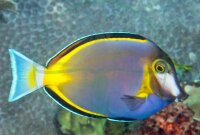 Acanthurus japonicus - Philippinen Doktorfisch
