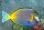 Acanthurus japonicus - Philippinen Doktorfisch